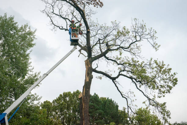 Dead Tree Removal